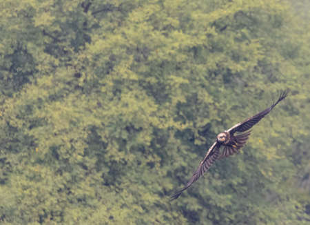 Griffon vulture (Buteo griffon) in flightの写真素材