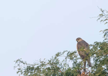 Falcon in Kruger National Park, South Africa ; Specie Accipiter gentilis family of Accipitridaeの写真素材
