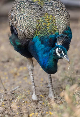 Peacock, Pavo cristatus, single male on ground, South Africaの写真素材