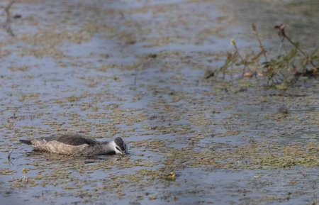 Great crested grebe (Podiceps cristatus) in its natural habitatの写真素材