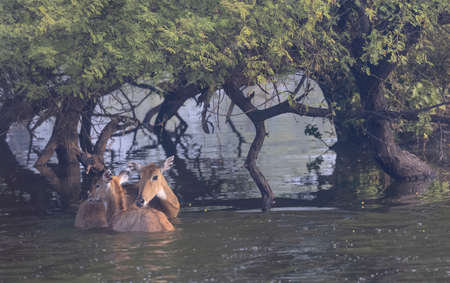Couple of Waterbuck (Bubalus bubalis) in the waterの写真素材