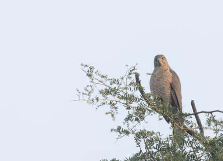 Northern goshawk (Accipiter gentilis) perched on a tree in the Okavango Delta, Botswana.の写真素材