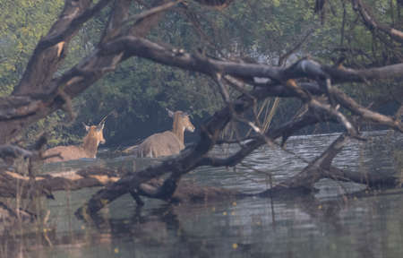 Kudu or Kobus ellipsiprymnus in the riverの写真素材
