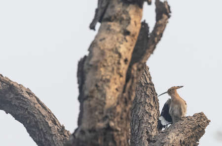 Eurasian hoopoe, Upupa epops, single bird on tree, South Africaの写真素材