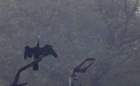 Great Cormorant (Phalacrocorax carbo)の写真素材