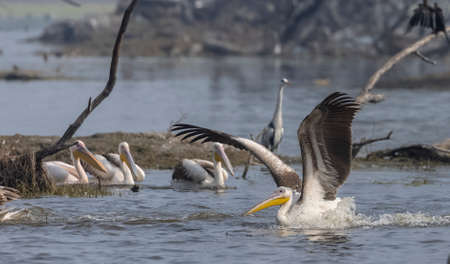 Great white pelican (Pelecanus onocrotalus) or rosy pelican bird at forest. Pelican migration in India during winter season.の写真素材