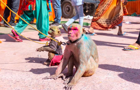 Barsana, Uttar Pradesh, India- March 2022: Captive monkey with colored faces sitting on the streets of barsana during the celebration of holi festival along with tourists.のeditorial素材