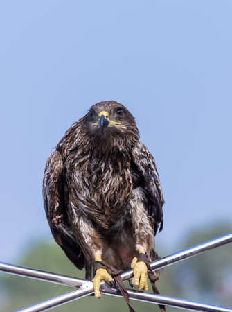 Black Kite (Milvus migrans) eagle perched on iron rods with sikhism flag.