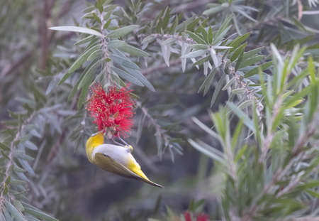 Indian white-eye or Oriental White-eye (Zosterops palpebrosus) bird collecting the flower juice for feeding.の写真素材