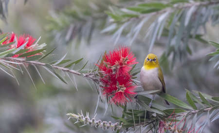 Indian white-eye or Oriental White-eye (Zosterops palpebrosus) bird collecting the flower juice for feeding.の写真素材
