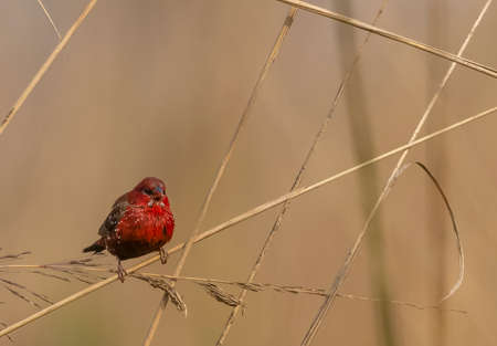 Red avadavat (Amandava amandava) bird perching on dry bushes in the forest.