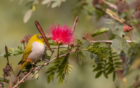 Indian white-eye or Oriental White-eye (Zosterops palpebrosus) bird collecting the flower juice for feeding.の写真素材