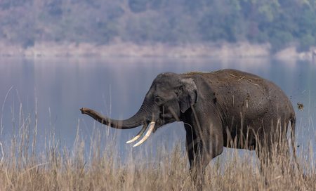 Elephants in Chobe National Park, Botswana, Africaの写真素材