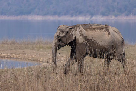 Elephant in Chobe National Park, Botswana, Africa.の写真素材