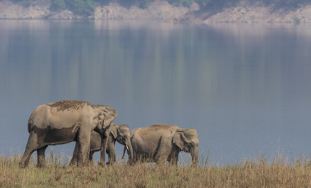Elephants in Chobe National Park, Botswana, Africaの写真素材