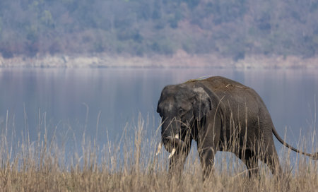 Elephants in Chobe National Park, Botswana, Africaの写真素材