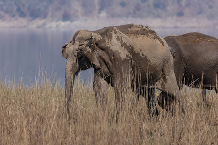 Elephants in Chobe National Park, Botswana, Africaの写真素材