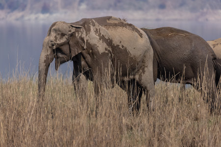 Elephants in Chobe National Park, Botswana, Africaの写真素材