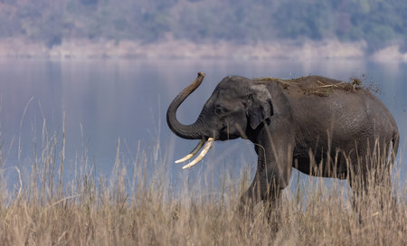 Elephants in Chobe National Park, Botswana, Africaの写真素材