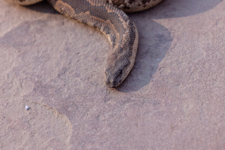 Close up of a rattlesnake (Rhabdophis rhabdophis)