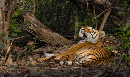 Female tigress (Panthera tigris) in the deep green forest of corbett tiger reserve.の写真素材