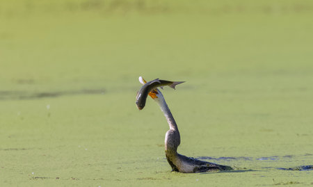 Oriental darter (Anhinga melanogaster) or snake bird fishing in river.