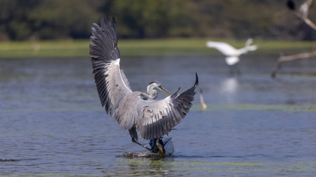 Great Blue Heron, Ardea herodias, single bird in flight, Warwickshireの写真素材