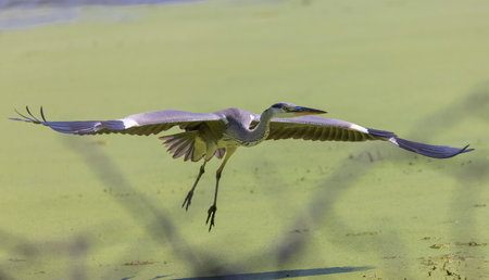 Grey heron (Ardea cinerea) in flightの写真素材