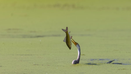 Oriental darter (Anhinga melanogaster) or snake bird fishing in river.