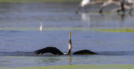 Oriental darter (Anhinga melanogaster) or snake bird fishing in river.の写真素材
