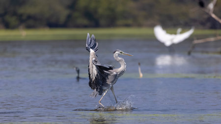 Great Blue Heron, Ardea herodias, single bird in water, Warwickshireの写真素材