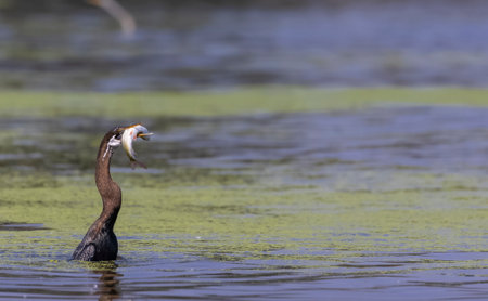 Oriental darter (Anhinga melanogaster) or snake bird fishing in river.の写真素材