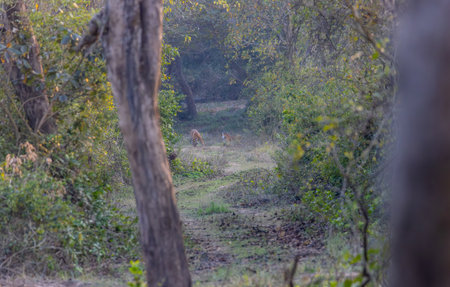 Gazelle walking in the forest in the morningの写真素材