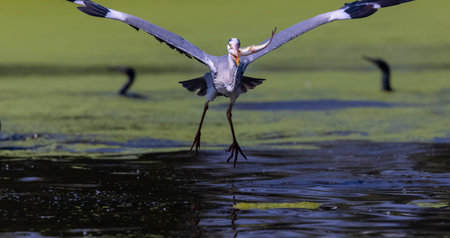 Grey heron (Ardea cinerea) in flightの写真素材