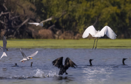 Great egret (Egretta garzetta) in flightの写真素材