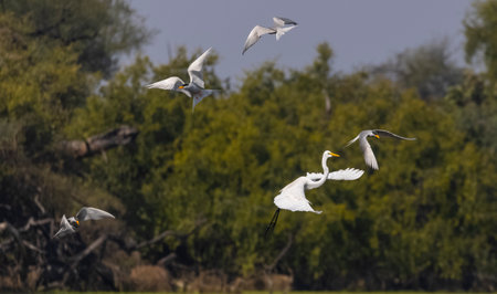Great egret, Egretta alba, flying in the Danube Delta, Romania