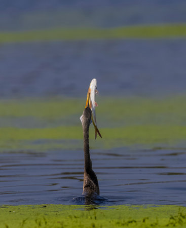 Great egret, Ardea alba, single bird in water, Uganda