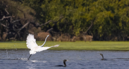 Great egret, Ardea alba, single bird in flight, South Africaの写真素材