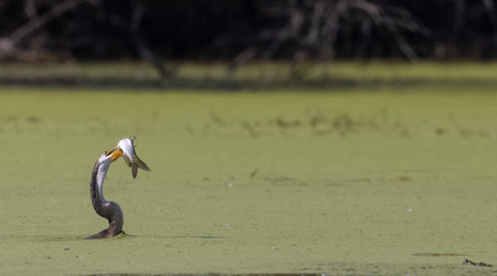 Great cormorant, Phalacrocorax carbo, single bird in water, Brazil
