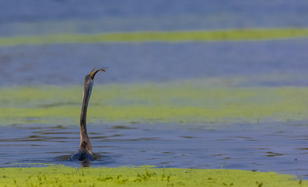 Anhinga in the water of a lake. The great cormorant (Phalacrocorax carbo).