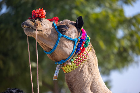 Decorated colorful camel on desert field during bikaner camel festival.の写真素材