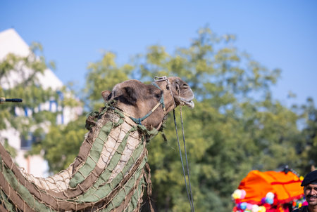 Decorated colorful camel on desert field during bikaner camel festival.の写真素材
