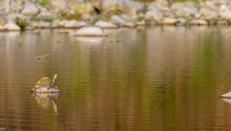 Turtle taking sun bath on the stone in between river at forest.