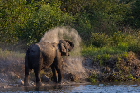 Asiatic elephant (Elephas maximus) at the forest in india.の写真素材