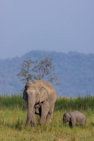 Asiatic elephant (Elephas maximus) at the forest in India.の写真素材