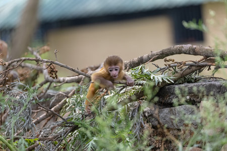 Cute baby monkey playing.
