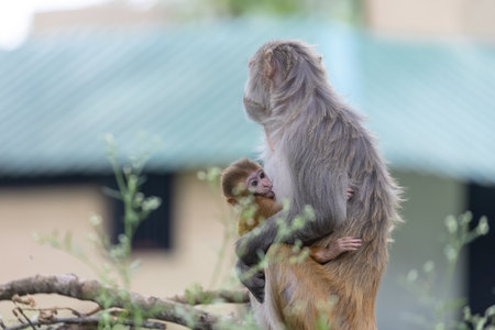 Cute baby monkey playing.