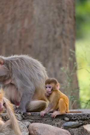 Cute baby monkey playing.の写真素材