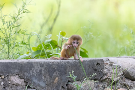 Cute baby monkey playing.の写真素材