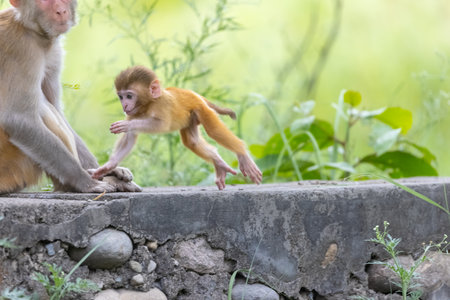 Cute baby monkey playing.の写真素材